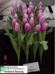 [holland beauty 0204.JPG]